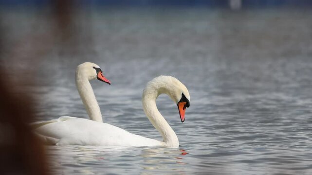Two graceful swans are gliding smoothly and peacefully across a calm lake, beautifully showcasing natures elegance. Bodensee. Swiss