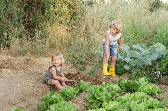 Horizontal photograph of two blond caucasian brothers of 2 and 6 years old playing outside at the garden planting and recolecting vegetables. Playing and exploring in childhood concept. Copy space.