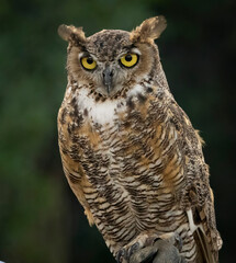 A Great Horned Owl looking majestic