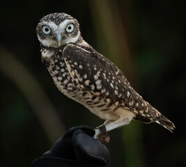 Naklejka premium A little Burrowing Owl at a raptor demonstration