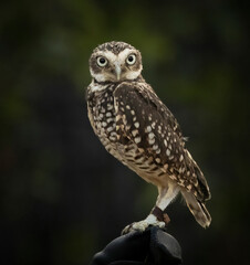 A little Burrowing Owl at a raptor demonstration