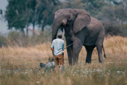 Close Encounter with an African Elephant in the Wilderness