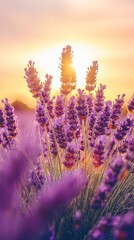 Obraz premium Lavender field at sunset with the sun shining through the flowers.