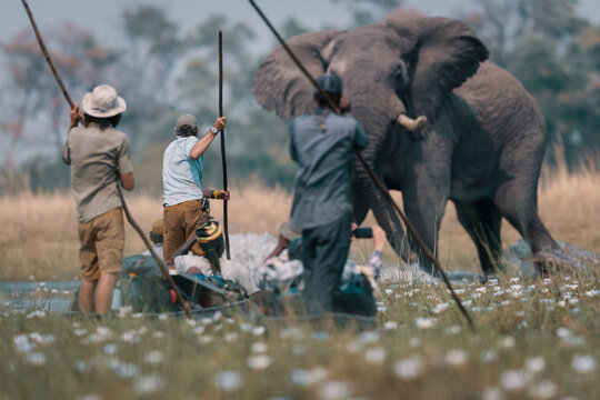 Explorers Face Off with an African Elephant in the Angolan Wilderness