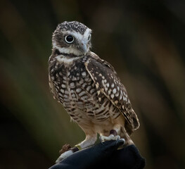 A little Burrowing Owl at a raptor demonstration