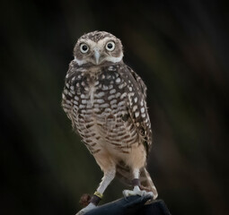 A little Burrowing Owl at a raptor demonstration