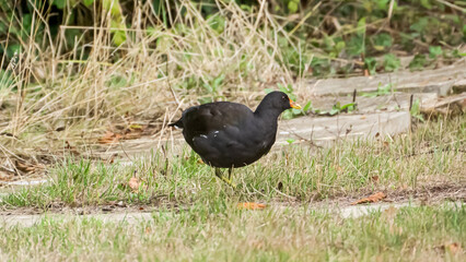 Common Moorhen On Grass