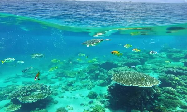 Tracking shot with pristine clarity: A pristine, clear ocean with high clarity and vibrant marine life. The camera tracks horizontally along the surface, highlighting the transparent water and the col