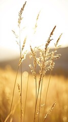 Fototapeta premium Tall grass stalks backlit by the setting sun, creating a golden glow.