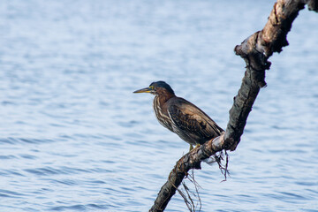 Young Green Heron perched on branch near lake
