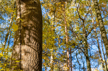 Aspen trunk in mixed autumn forest. Yellowed birch leaves