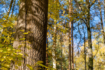 Aspen trunk in mixed autumn forest. Yellowed birch leaves
