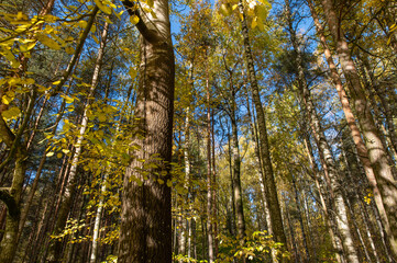 Aspen trunk in mixed autumn forest. Yellowed birch leaves