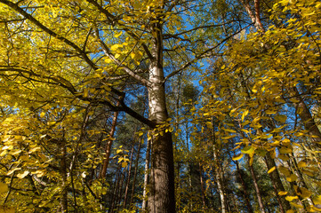 Aspen trunk in mixed autumn forest. Yellowed birch leaves