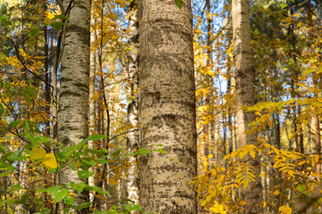 Aspen trunk in mixed autumn forest. Yellowed birch leaves