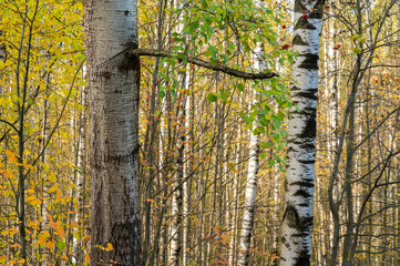 Aspen trunk in mixed autumn forest. Yellowed birch leaves