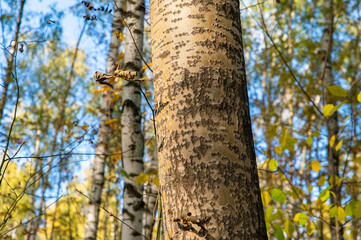 Aspen trunk in mixed autumn forest. Yellowed birch leaves