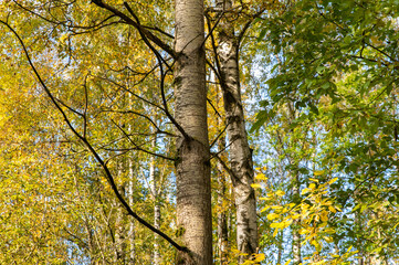 Aspen trunk in mixed autumn forest. Yellowed birch leaves