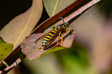 yellowjacket on a leaf 
