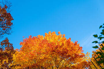 Lush yellow and red foliage on a tree in early autumn