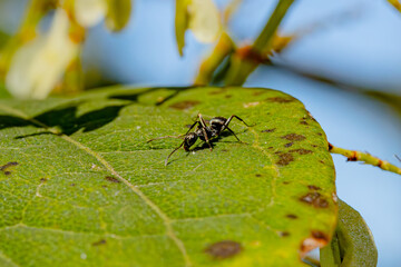 ant on a leaf