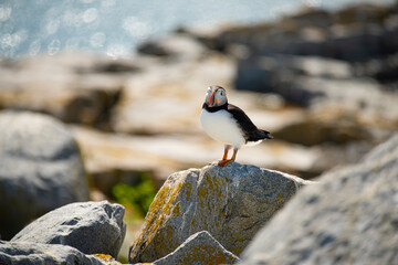 Puffin bird on rocks on the ocean shore