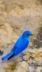 Vibrant Bluebird Perched on Stone in Yellowstone National Park