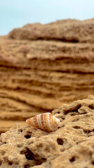shell on the seashore with a rock