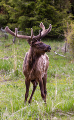 Majestic Elk Standing in Lush Green Landscape of Yellowstone National Park, Wyoming