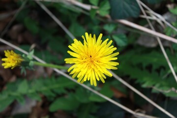 yellow dandelion flower