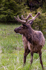 Wild Elk in Lush Green Pasture of Yellowstone National Park, Wyoming, in Springtime Displaying Majestic Antlers