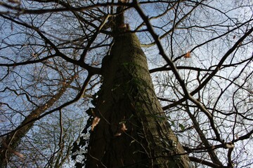 Baum im Winter/Herbst