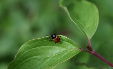Fototapeta premium Cryptocéphale à deux points, black-and-red pot beetle (Cryptocephalus bipunctatus) marchant sur une feuille de cornouiller sanguin (Cornus sanguinea)
