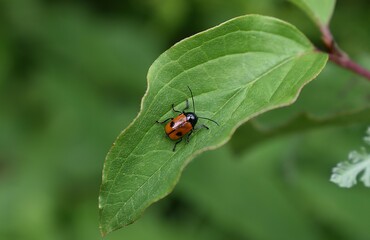 Cryptocéphale à deux points,  black-and-red pot beetle (Cryptocephalus bipunctatus) marchant sur une feuille de cornouiller sanguin (Cornus sanguinea)