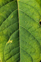 Leaf Texture