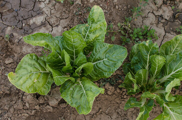 Close up photography of chards with green leaves growing and planted in dark soil of garden. Organic, fresh without pesticides and vegetarian food. Healthy, self-sufficiency and rural living concept.