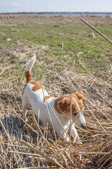 Jack Russell Terrier playing in nature