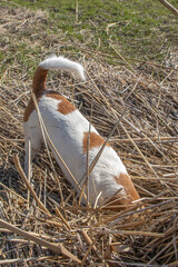 Jack Russell Terrier playing in nature