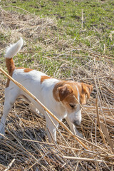 Jack Russell Terrier playing in nature