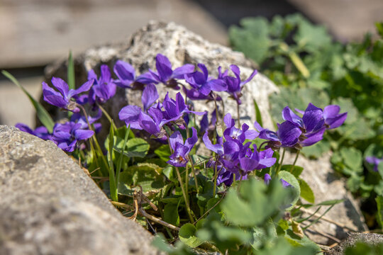 Lilac violets bloom in nature