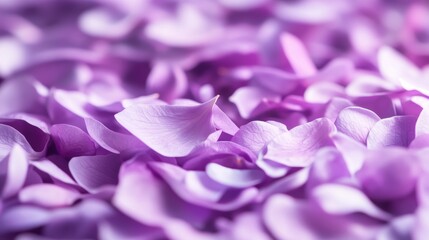 Obraz premium Soft Purple Petals Background for Various Uses