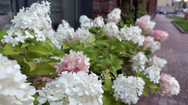 paniculate hydrangea in the boxes at the entrance to the store. urban landscaping with paniculate hydrangeas.