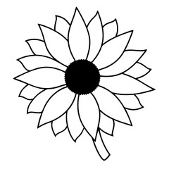 flower of a sunflower
