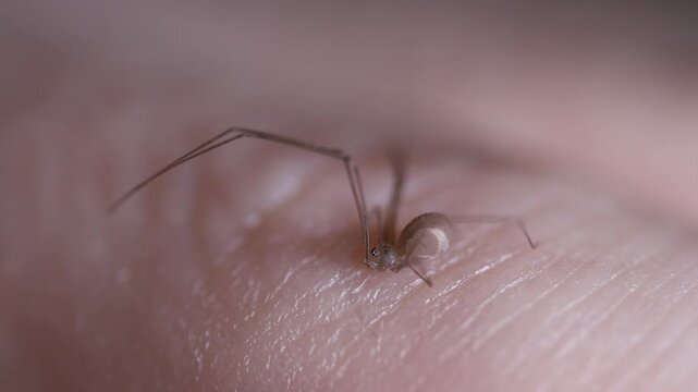 Long legs spider on a human hand, house spider, insect rescue