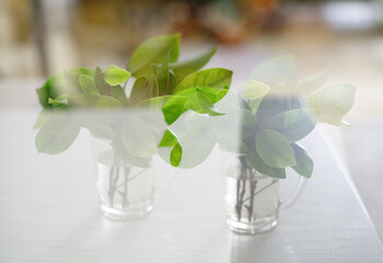 Green tea branches are placed in glass cups of water. Double exposure