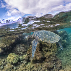 Maui Turtle Having Breakfast