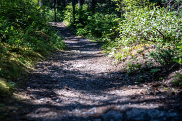 Selective focus on hiking footpath in a wooded national park
