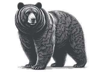 bear vector, bear silhouette