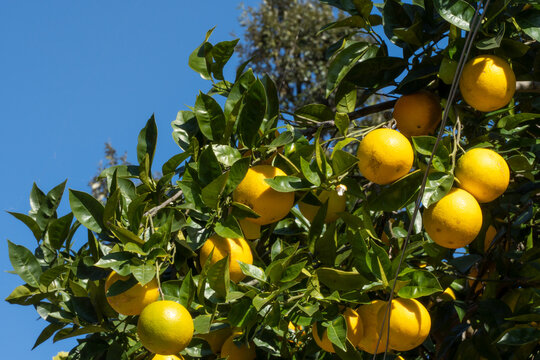 Close up of a bunch of ripe oranges on a tree. Fresh pahadi malta fruit harvesting in the village of uttarakhand, india. Juicy vitamin c fruits hanging in bunch on tree. Orange tree and farming.