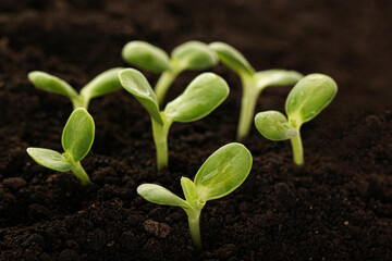 Fresh young green seedlings. Young plant springing up out of the soil